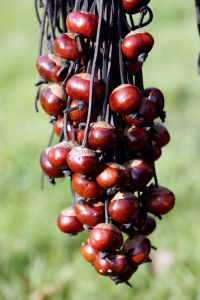 STRINGS_OF_CONKERS